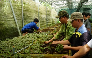 Hội Nông dân Quảng Nam giúp nông dân đưa công nghệ số vào sản xuất, tiêu thụ nông sản