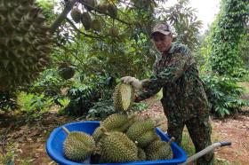 Nông dân trồng cây &quot;tỷ đô&quot; và thương lái từ mặt nhau vì... mưa