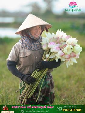 Nỗ lực bảo tồn các giống sen quý tại hợp tác xã Sen Quê Bác