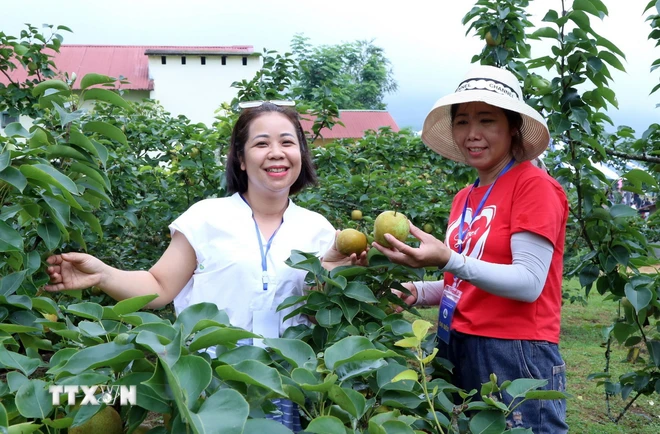  Nở rộ xu hướng du lịch farmstay, Lào Cai khai thác lợi thế du lịch xanh 