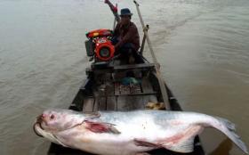 'Ma sông Mekong' xuất hiện trở lại sau gần 20 năm